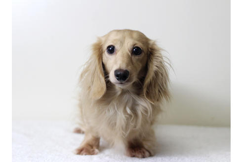 販売中のカニンヘンダックスフンド(ロングヘアード)の親犬